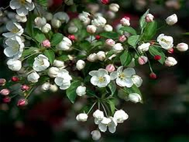 Snowdrift Crabapple